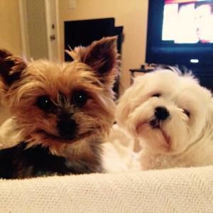 Meet your Posher, Morgan