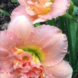 Meet your Posher, Gail