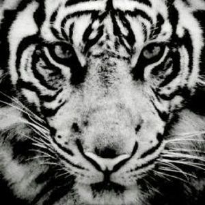 Meet your Posher, Laurie