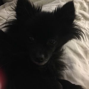 Meet your Posher, Max