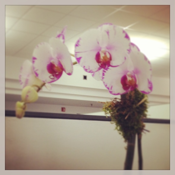 Meet your Posher, Ana - Picture 1 of 1