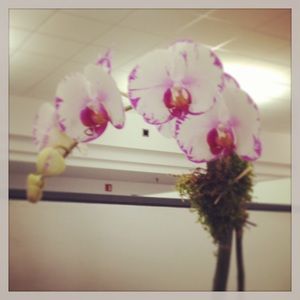 Meet your Posher, Ana