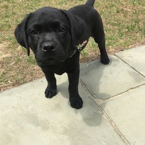 Meet your Posher, Audrey