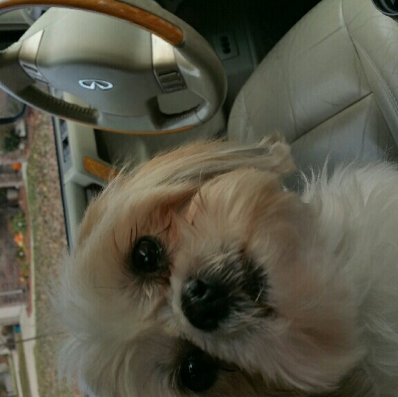 Meet your Posher, Nikki - Picture 1 of 1