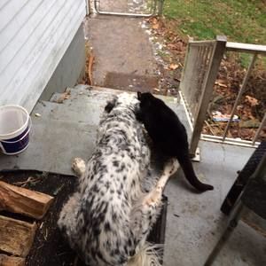 Meet your Posher, Pyewaxket