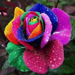 Meet your Posher, Yueh chi