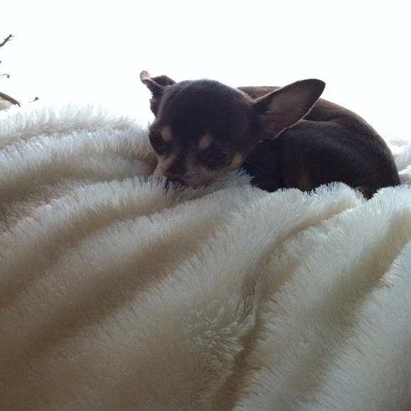 Meet your Posher, Julia - Picture 1 of 1