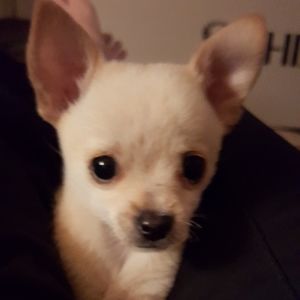 Meet your Posher, Becky