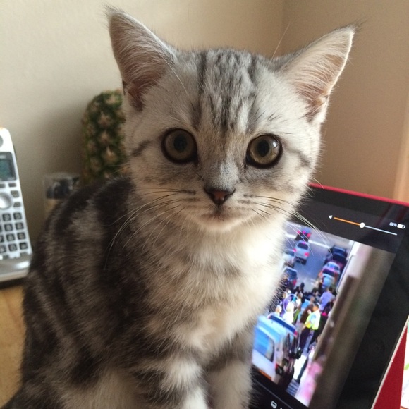 Meet your Posher, Ying