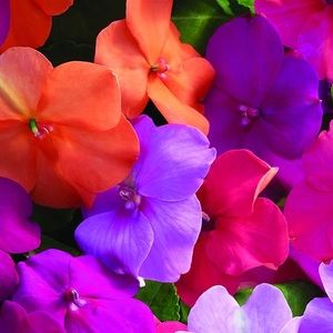 Meet your Posher, Teresa