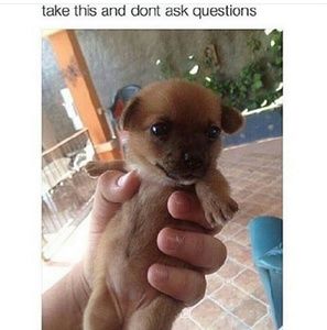 Meet your Posher, Jewels