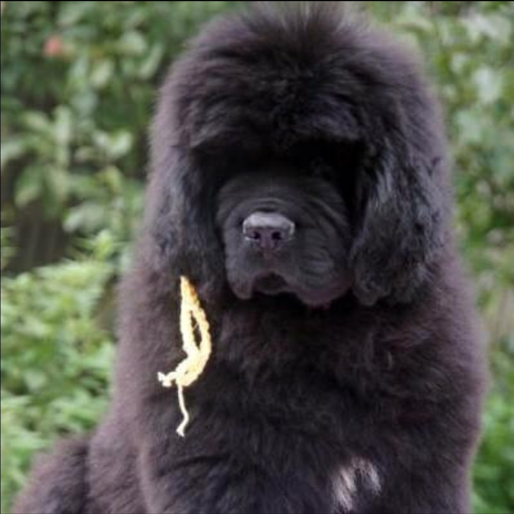 Meet your Posher, Cynthia