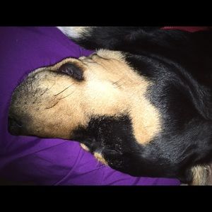 Meet your Posher, Dawn