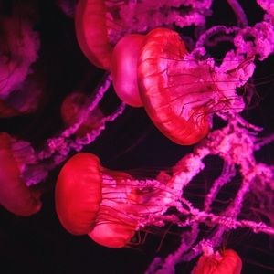 Meet your Posher, Elena