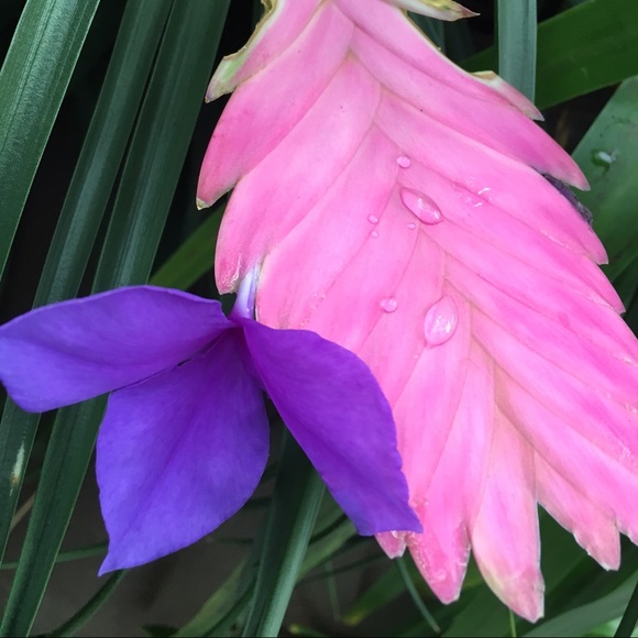 Meet your Posher, Autrina