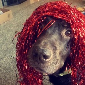 Meet your Posher, Morgan