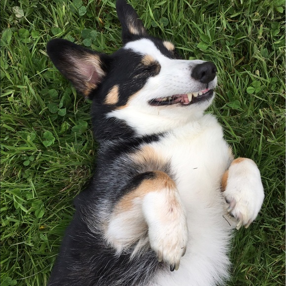 Meet your Posher, Dawn - Picture 5 of 8