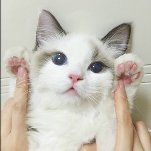 Meet your Posher, Lita