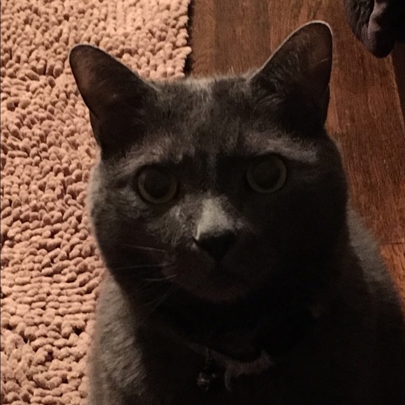 Meet your Posher, Misty - Picture 1 of 1