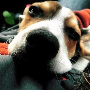 Meet your Posher, Taffiney