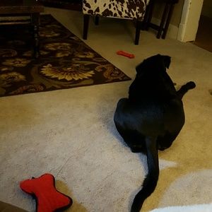 Meet your Posher, Robbie