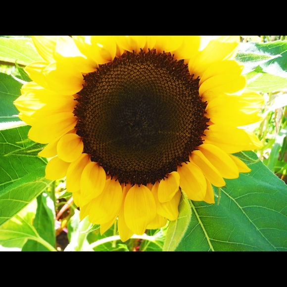 Meet your Posher, Robyn - Picture 1 of 1