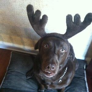 Meet your Posher, Jeannine