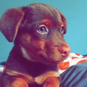 Meet your Posher, Emma