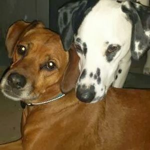 Meet your Posher, Tara