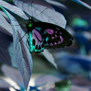 Meet your Posher, Sharron