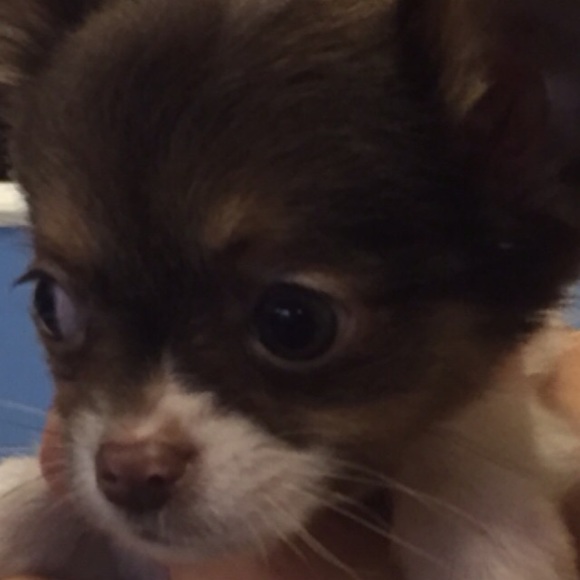 Meet your Posher, Marla - Picture 1 of 1