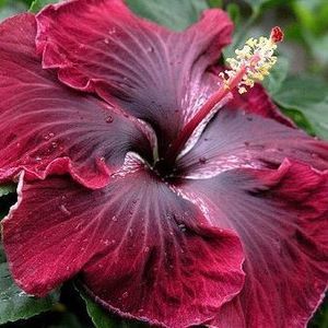 Meet your Posher, Francine