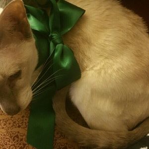 Meet your Posher, Renee