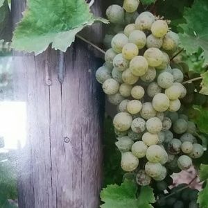 Meet your Posher, Mel