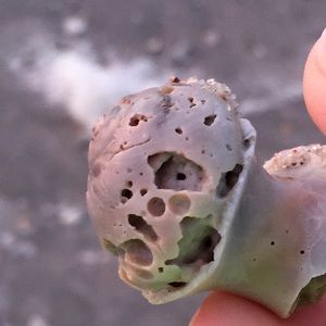 Meet your Posher, Alison