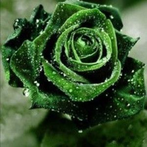 Meet your Posher, Charlene