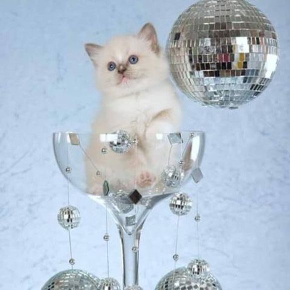 Meet your Posher, Tracey