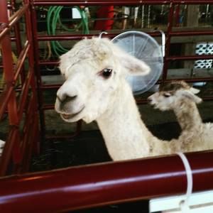 Meet your Posher, Kim