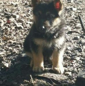 Meet your Posher, Susie