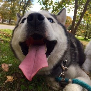 Meet your Posher, Cheyenne