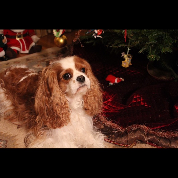 Meet your Posher, Cheryl - Picture 1 of 1