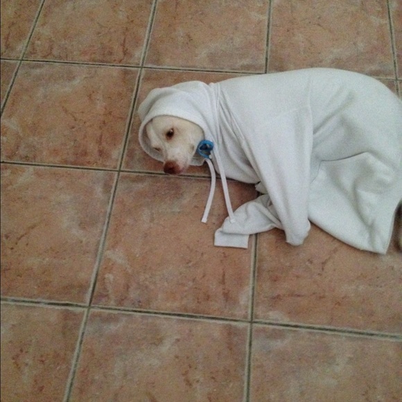 Meet your Posher, Niko