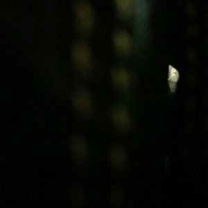 Meet your Posher, Carrie