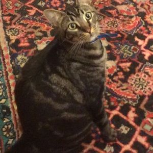 Meet your Posher, Meg