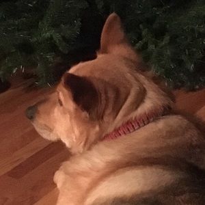 Meet your Posher, Leanne