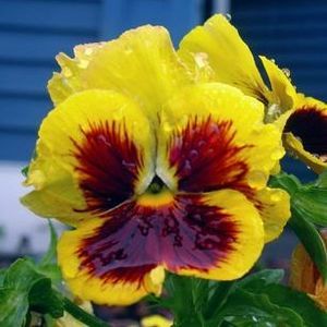 Meet your Posher, Janet