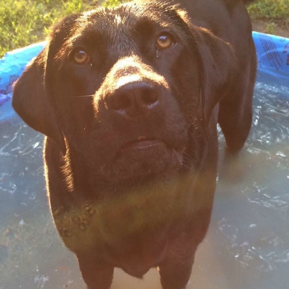 Meet your Posher, Shelby - Picture 1 of 1