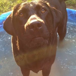 Meet your Posher, Shelby