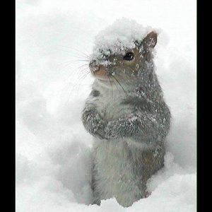 Meet your Posher, Priscilla