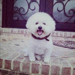 Meet your Posher, Grace